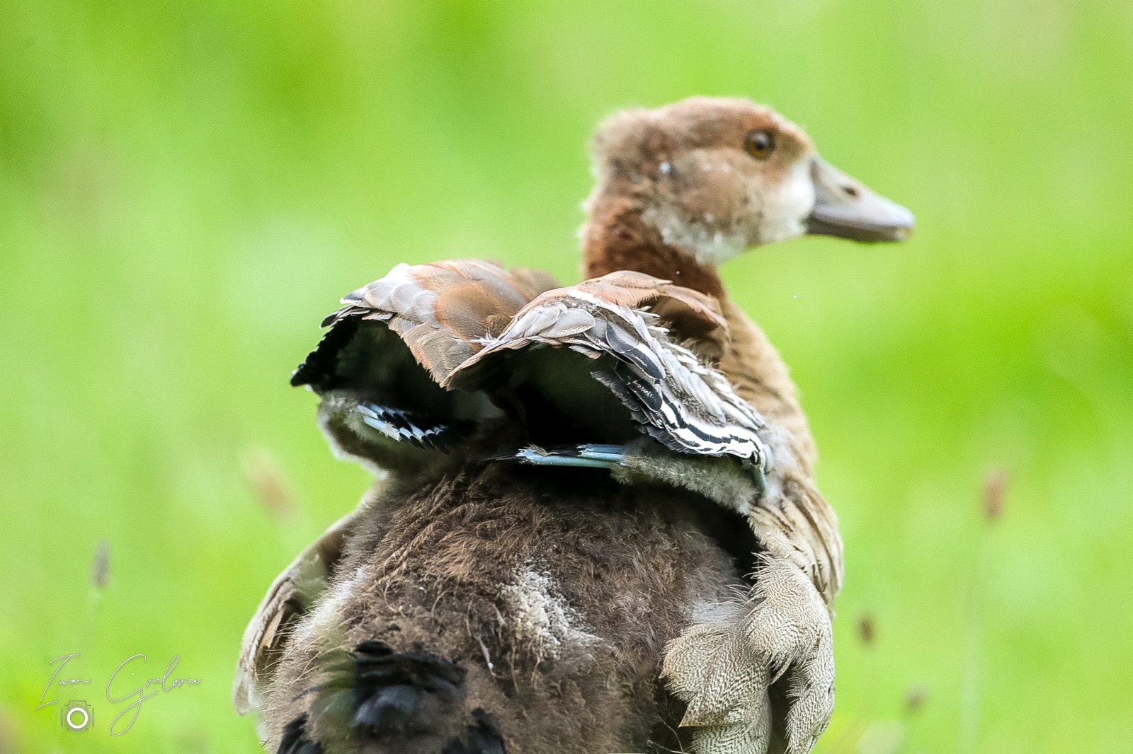 1DX46461 06 juni 2022 1931 32